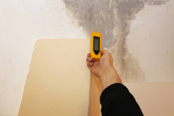 Best Mold Remediation for Healthcare Facilities  in Astor, FL