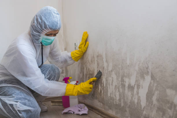 Best Water Damage & Mold Remediation  in Astor, FL