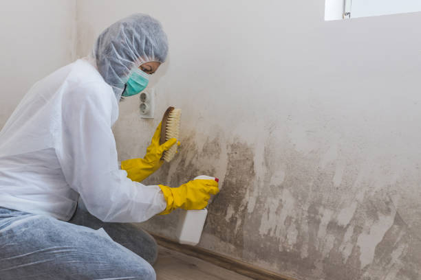 Best Mold Prevention Services  in Astor, FL