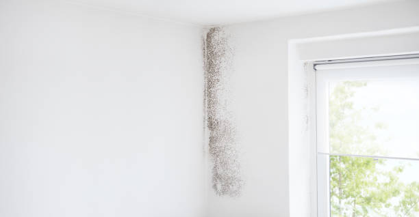Best Mold Odor Removal Services  in Astor, FL
