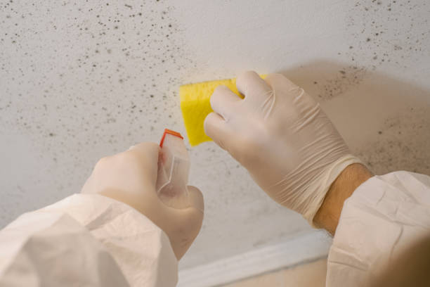 Environmental Consulting for Mold Prevention in Astor, FL