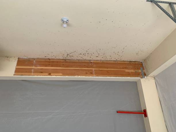 Best Black Mold Removal  in Astor, FL