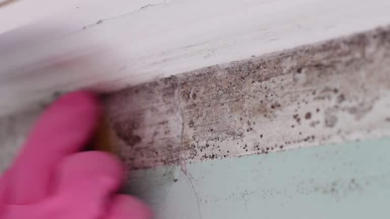 Dehumidification Services in Astor, FL
